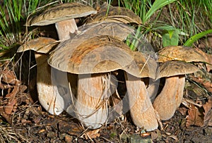 Edible mushrooms (Cep) 3