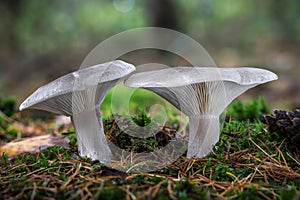 Edible mushrooms Clitocybe nebularis commonly known as clouded agaric