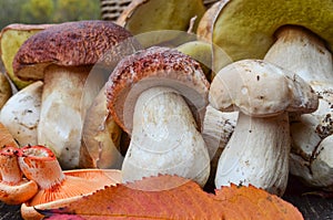 Edible mushrooms close up