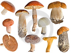 Edible mushrooms collection