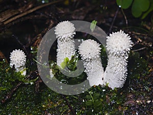 Edible mushrooms Common Puffball or Lycoperdon perlatum, macro, selective focus, shallow DOF