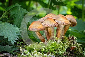 Edible mushrooms commonly known as sheathed woodtuft