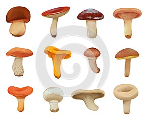 Edible mushrooms. Drawn Mushroom Tutorial