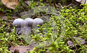 Edible mushrooms with excellent taste, Lepista nuda. Edible lilac mushroom