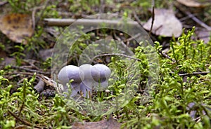 Edible mushrooms with excellent taste, Lepista nuda. Edible lilac mushroom