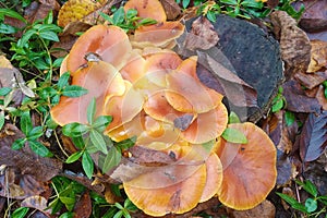 The edible mushrooms of Flammulina velutipes, known as Enokitake, are edible winter mushrooms. Autumn background
