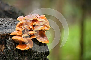 Edible mushrooms Flammulina velutipes known as Enokitake, Golden Needle mushroom or Lily mushroom