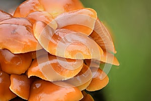 Edible mushrooms Flammulina velutipes known as Enokitake, Golden Needle mushroom or Lily mushroom