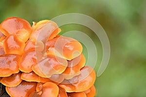 Edible mushrooms Flammulina velutipes known as Enokitake, Golden Needle mushroom or Lily mushroom