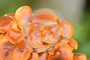 Edible mushrooms Flammulina velutipes known as Enokitake, Golden Needle mushroom or Lily mushroom