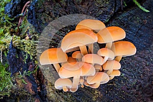 Edible mushrooms Flammulina velutipes known as Golden Needle