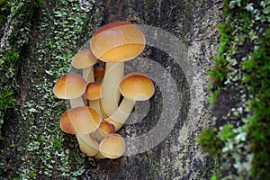 Edible mushrooms Flammulina velutipes known as Golden Needle