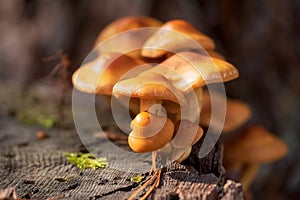 Edible mushrooms Flammulina velutipes known as Golden Needle. Edible mushrooms Flammulina velutipes known as Enokitake