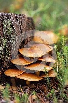 Edible mushrooms Flammulina velutipes known as Golden Needle. Edible mushrooms Flammulina velutipes known as Enokitake