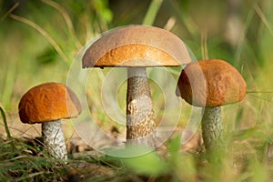 Edible mushrooms in a forest