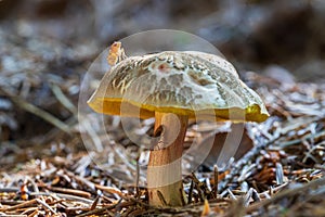 Edible mushrooms in the forest. The boletus has a brown hat