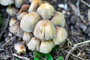 Edible mushrooms in a forest on green background
