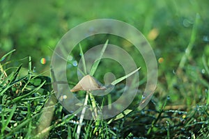 Edible mushrooms in a forest on green background, Boletus edulis