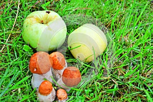 Edible mushrooms grow in the forest in the grass. The family of mushrooms.Next to the apples from the tree.