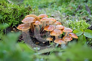 Edible mushrooms known as Enokitake