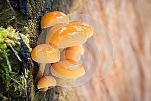 Edible mushrooms known as Enokitake with blurred background