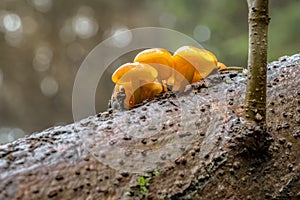 Edible mushrooms known as Enokitake with blurred background