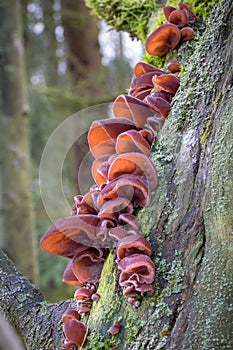 Edible mushrooms known as Jews ear on elderberry tree photo