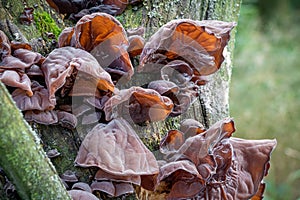 Edible mushrooms known as Jews ear or Wood ear