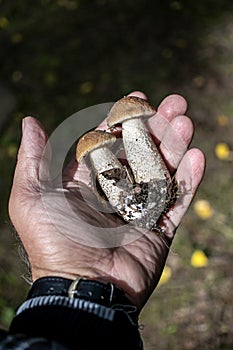 Edible mushrooms with the Latin name Leccinum scabrum on the hand of a person