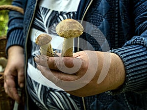 Edible mushrooms with the Latin name Leccinum scabrum on the hand of a person
