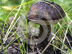 Edible mushrooms with the Latin name Leccinum scabrum, macro, narrow focus zone