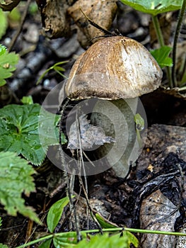 Edible mushrooms with the Latin name Leccinum scabrum, macro, narrow focus zone