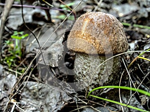 Edible mushrooms with the Latin name Leccinum scabrum, macro, narrow focus zone