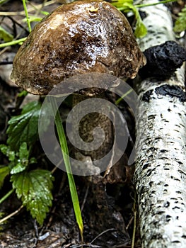 Edible mushrooms with the Latin name Leccinum scabrum, macro, narrow focus zone