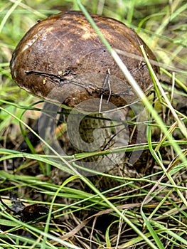 Edible mushrooms with the Latin name Leccinum scabrum, macro, narrow focus zone