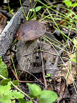 Edible mushrooms with the Latin name Leccinum scabrum, macro, narrow focus zone