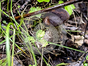 Edible mushrooms with the Latin name Leccinum scabrum, macro, narrow focus zone