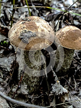 Edible mushrooms with the Latin name Leccinum scabrum, macro, narrow focus zone