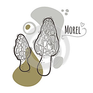 Edible mushrooms.Morel,morchella mushrooms simplified black and white vector illustration with title.