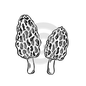 Edible mushrooms morel outline icon.