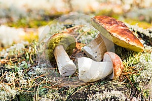 Edible mushrooms on a moss-covered stump in the forest on a green background, Boletus edulis. Autumn background. Flat