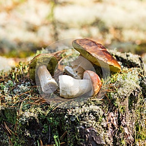 Edible mushrooms on a moss-covered stump in the forest on a green background, Boletus edulis. Autumn background. Flat