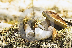 Edible mushrooms on a moss-covered stump in the forest on a green background, Boletus edulis. Autumn background. Flat