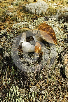 Edible mushrooms on a moss-covered stump in the forest on a green background, Boletus edulis. Autumn background. Flat