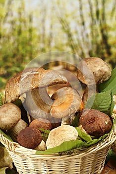 Edible Mushrooms nest