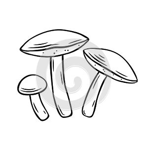 Edible mushrooms oiler outline icon