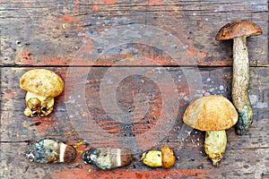 Edible mushrooms on an old wooden background.