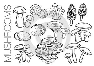 Edible mushrooms outline