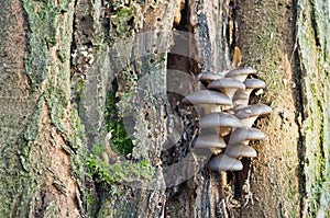 Edible mushrooms of oyster mushroom Pleurotus ostreatus grows