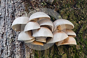 Edible mushrooms of oyster mushroom Pleurotus ostreatus grows